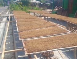 Kelompok Tembakau Rasa, Warga Pampang Panen Raya
