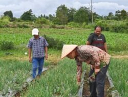 Bupati Humbahas Monitoring Pertanaman Bawang Merah di Lintongnihuta