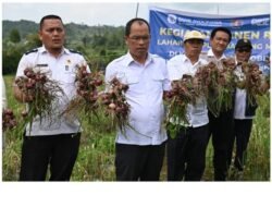 Bupati Humbahas Bersama BI Sibolga Panen Bawang Merah di Lintongnihuta