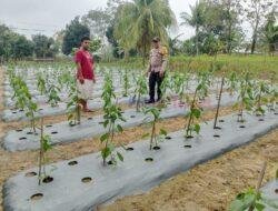 Bhabinkamtibmas Sorek Satu Sambangi Kebun Pekarangan Bergizi Mandiri