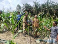Bhabinkamtibmas Polsek Ukui dan Kades Lubuk Kembang Sari Pantau Perkembangan Kebun Jagung Bergizi, Dukung Program Asta Cita Presiden RI