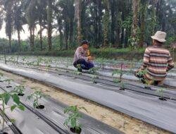 Polsek Pangkalan Lesung Koordinasi dengan Petani untuk Wujudkan Ketahanan Pangan
