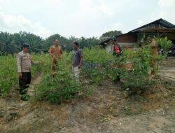 Bhabinkamtibmas Desa Lubuk Kembang Sari Laporkan Perkembangan Ketahanan Pangan Bergizi