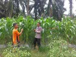 Dukung Ketahanan Pangan,   Polsek Pangkalan Lesung Jalin Kerja Sama dengan Petani 
