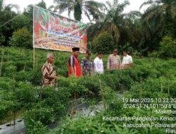 Dukung Ketahanan Pangan, Polsek Pangkalan Kerinci Hadiri Panen Raya Cabe di Desa Makmur