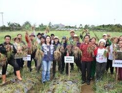 Wakil Bupati Humbahas Panen Bawang Merah