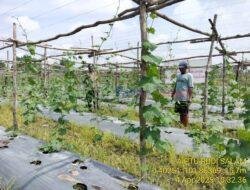 Polsek Pangkalan Kerinci Lakukan Monitoring Ketahanan Pangan