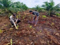 Polsek Teluk Meranti Laksanakan Peninjauan Perkembangan Ketahanan Pangan Program II Tumpang Sari