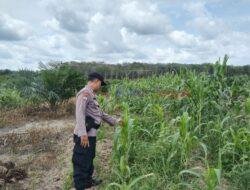 Polsek Pangkalan Kuras Dukung Ketahanan Pangan Lewat Monitoring Lahan Jagung