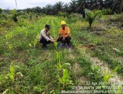 Peninjauan Perkembangan Program Ketahanan Pangan Tumpang Sari Jagung Pipil di PT. Surya Bratasena Plantation Desa Betung, Pangkalan Kuras
