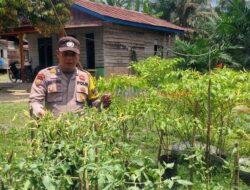 Polsek Pangkalan Kuras Tinjau Ketahanan Pangan Perkarangan Warga di Desa