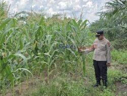 Dukung Ketahanan Pangan, Kapolsek Pangkalan Kerinci Sambangi Lahan Jagung Tumpang Sari