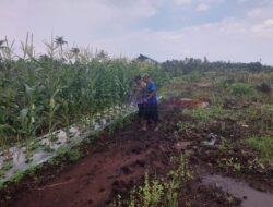Dukung Program Ketahanan Pangan, Polsek Kuala Kampar Tinjau Perkarangan Bergizi di Teluk Dalam