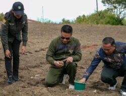 Bupati Humbahas Bersama Kelompok Tani Elim Menanam Kentang 
