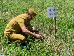 Bupati Humbahas Panen Bawang Merah di Paranginan