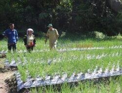 Petani Bawang Merah Binaan SOL Panen mencapai 350 juta
